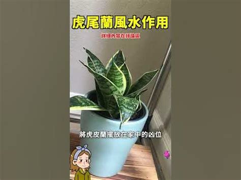 虎尾兰财位|【虎尾蘭風水】虎尾蘭風水指南：招財旺運、避厄除煞